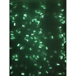 THE . X-GSE . ONE - CHROME - SEIKO HOUR HAND SH.H-3-S